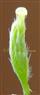  Pistil